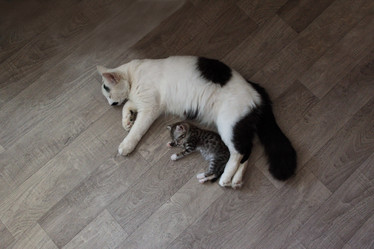 Similar image 21858254