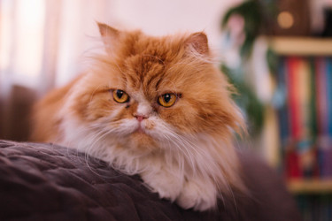 Similar image 21867407