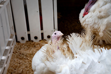 Similar image 21867425