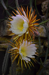 Similar image 21874116