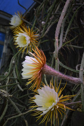 Similar image 21874117