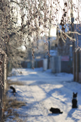 Similar image 21866715