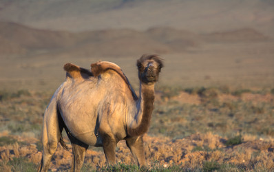 Similar image 21868572