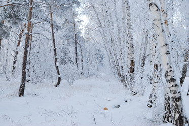 Similar image 21868587