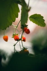 Similar image 21871717