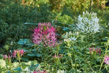 Similar image 21868507