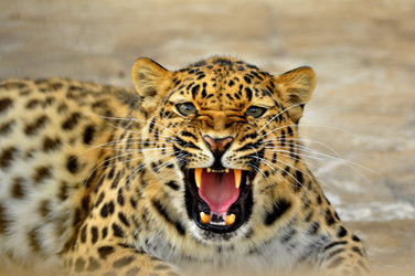 Similar image 21871856