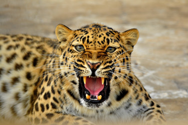 Similar image 21871857