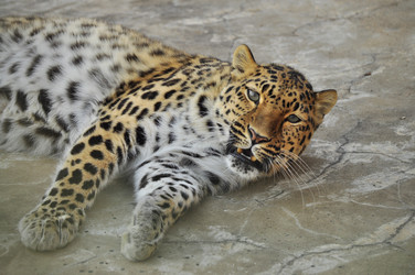 Similar image 21869311