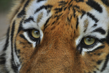 Similar image 21869322