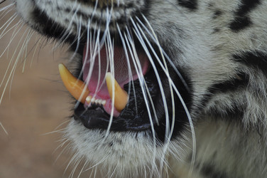 Similar image 21869324