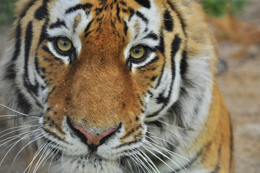 Similar image 21869330