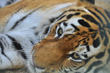 Similar image 21869332