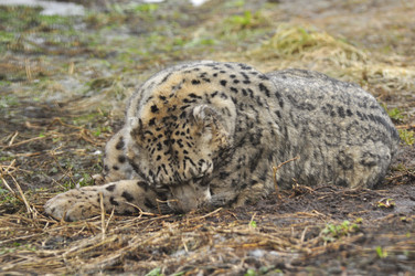 Similar image 21869335