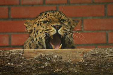 Similar image 21869344