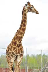 Similar image 21869416