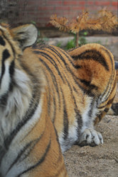 Similar image 21869433