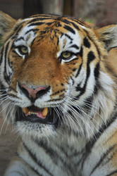 Similar image 21869435