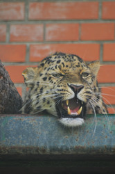 Similar image 21871880