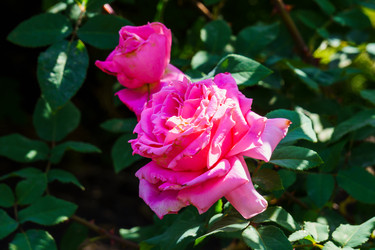 Similar image 21875391