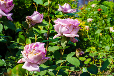 Similar image 21875392