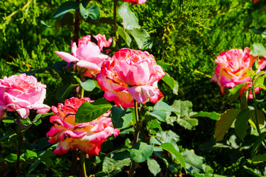 Similar image 21875393