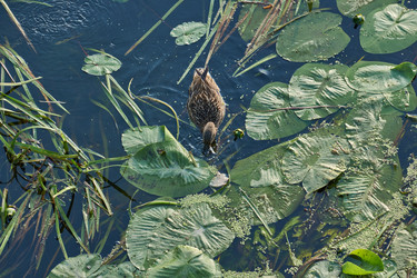 Similar image 21868509