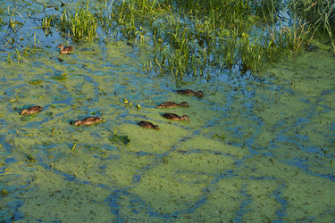 Similar image 21868510