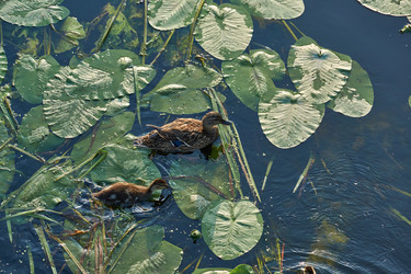 Similar image 21868516