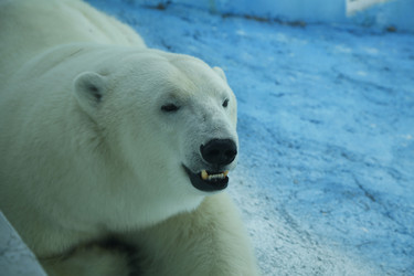 Similar image 21871963