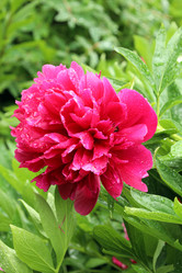 Similar image 21871754