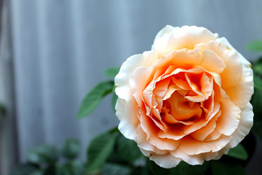 Similar image 21871992