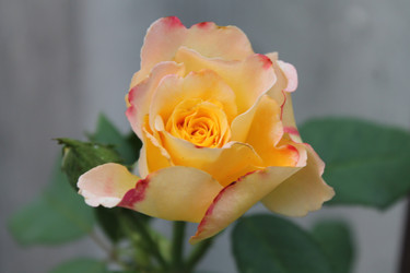 Similar image 21872145