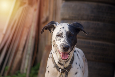 Similar image 21872935