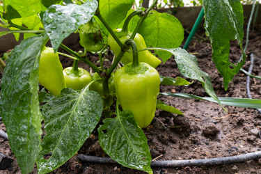 Similar image 21872943