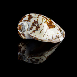 Similar image 21873237