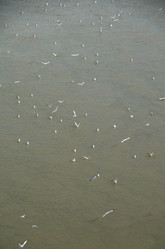 Similar image 21874356