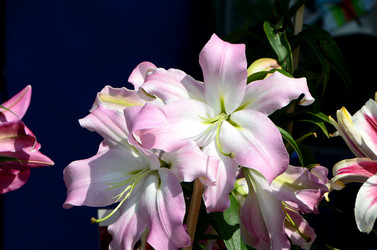 Similar image 21874506