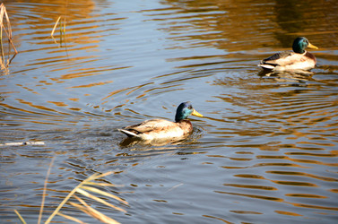 Similar image 21874363