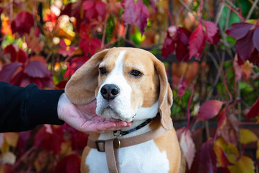 Similar image 21874229