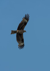 Similar image 21874398