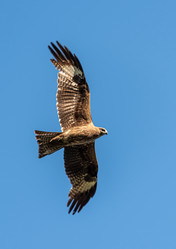 Similar image 21874403