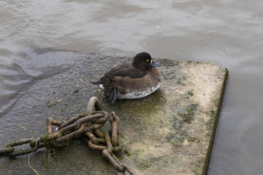 Similar image 21874436