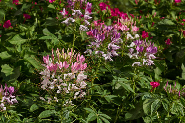 Similar image 21874290