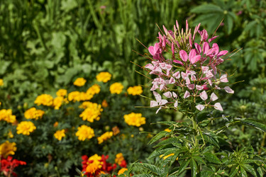 Similar image 21874291