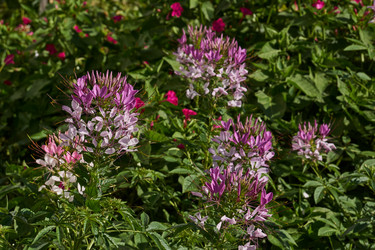 Similar image 21874293