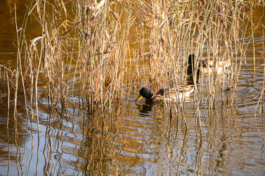 Similar image 21874962