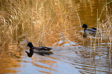 Similar image 21874963