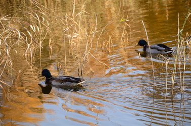 Similar image 21874967