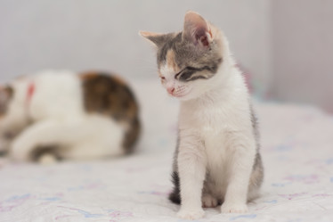 Similar image 21875966